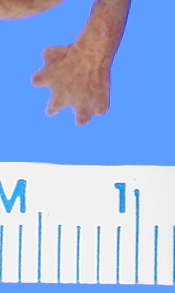 Media type: image; Herpetology A-8163